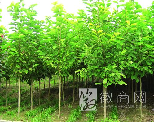 安徽省江平园林工程有限公司 苗木展示