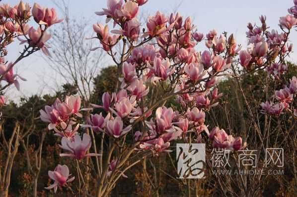 安徽新安古建园林建设有限公司 产品展示