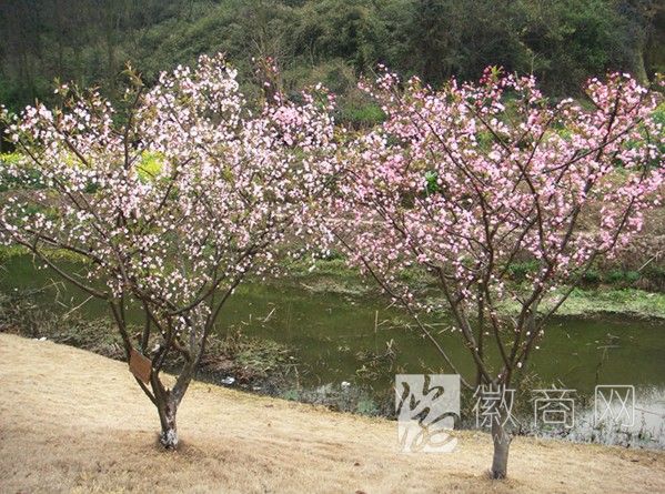 安徽省这里美园林绿化有限公司 苗木展示