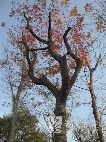 安徽禾林生态园林有限公司 产品展示