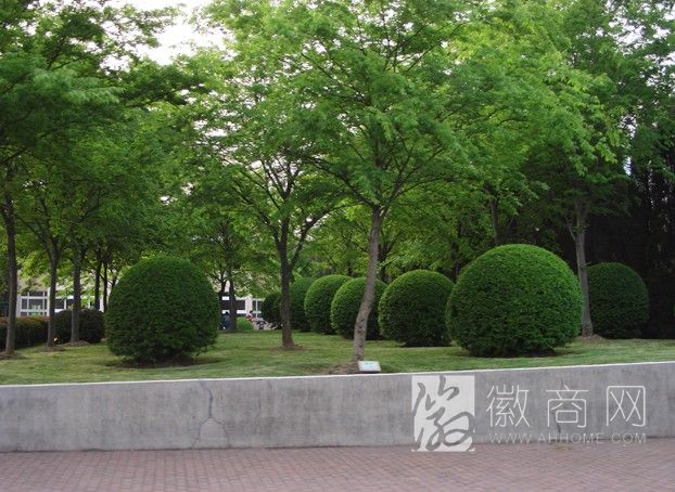 安徽春夏秋冬园林绿化有限公司 案例展示