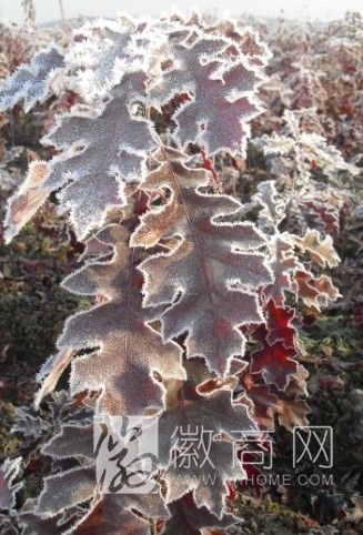 安徽郎溪彩枫园林绿化有限公司 产品展示