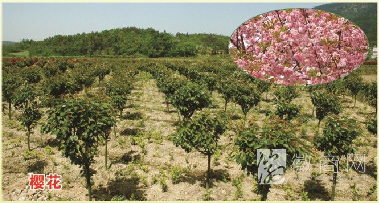 安徽省东吴园林绿化有限公司 产品展示