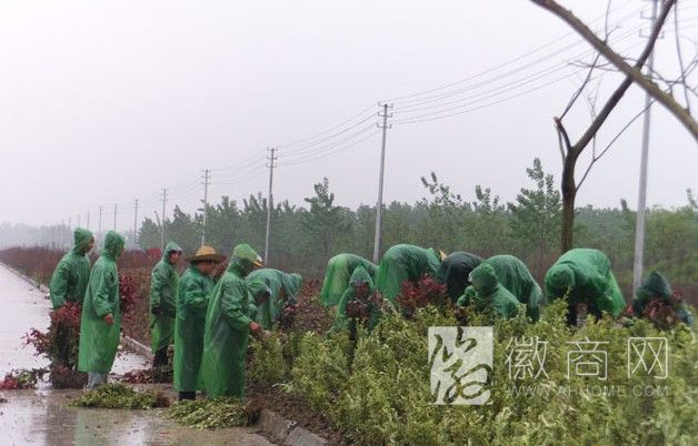 合肥市荣城园林绿化有限公司 工程案例