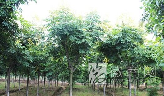 合肥佳洲园林建设集团有限公司 苗木展示