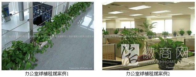 合肥清新园花卉园艺有限公司 案例展示