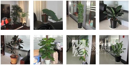 合肥安禾花卉租赁服务公司 花卉展示