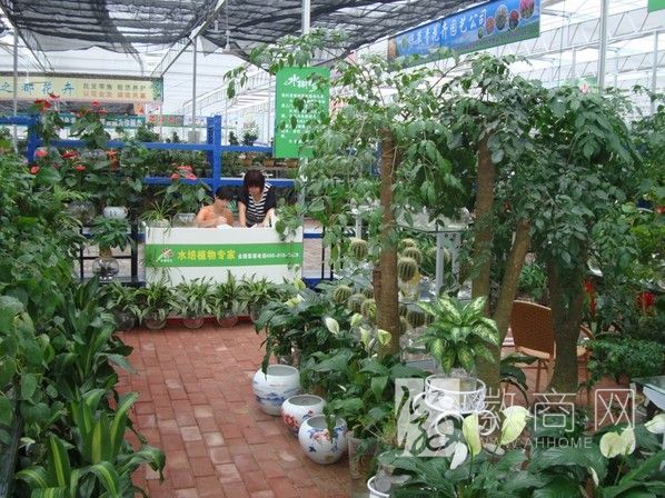 合肥清溪花卉大市场 花卉展示