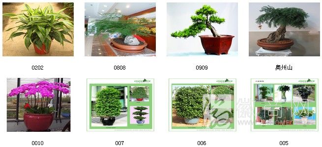 合肥春皖花卉园艺有限公司 花卉展示