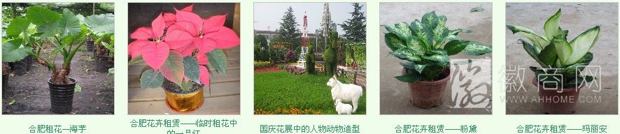 安徽景至园艺有限公司 花卉展示