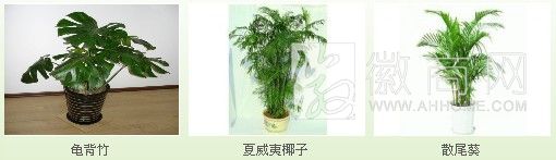 合肥市瑶海区美景花卉租赁有限公司 花卉展示