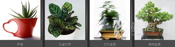 合肥提香园艺公司 花卉展示