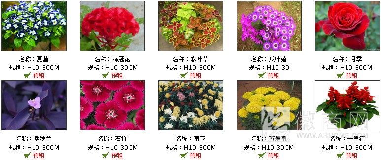 合肥绿森园林有限公司 花卉展示