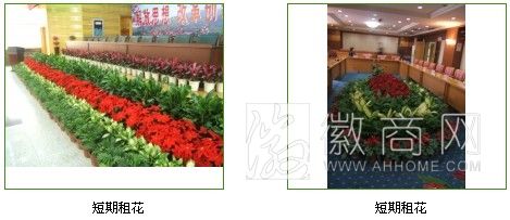 合肥同新园艺发展有限公司 花卉展示