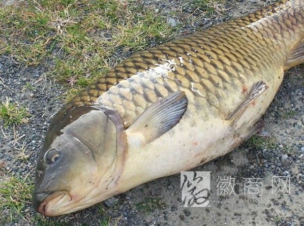 南湖生态养殖有限公司 产品展示