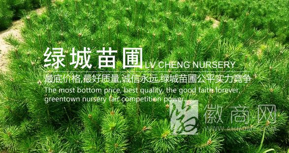 绿城苗圃