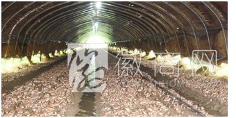 淮南市润莹农业开发有限责任公司