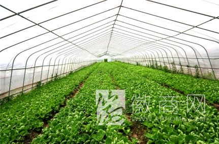 安徽省赛德温室工程有限公司 产品展示