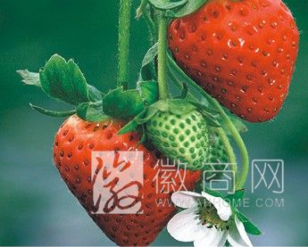 寿县张李乡宝宏果树良种场 产品展示