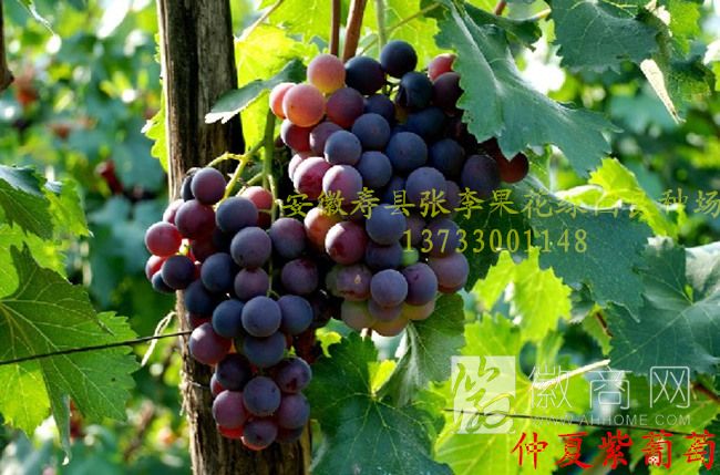 寿县张李果花绿园良种场 产品展示