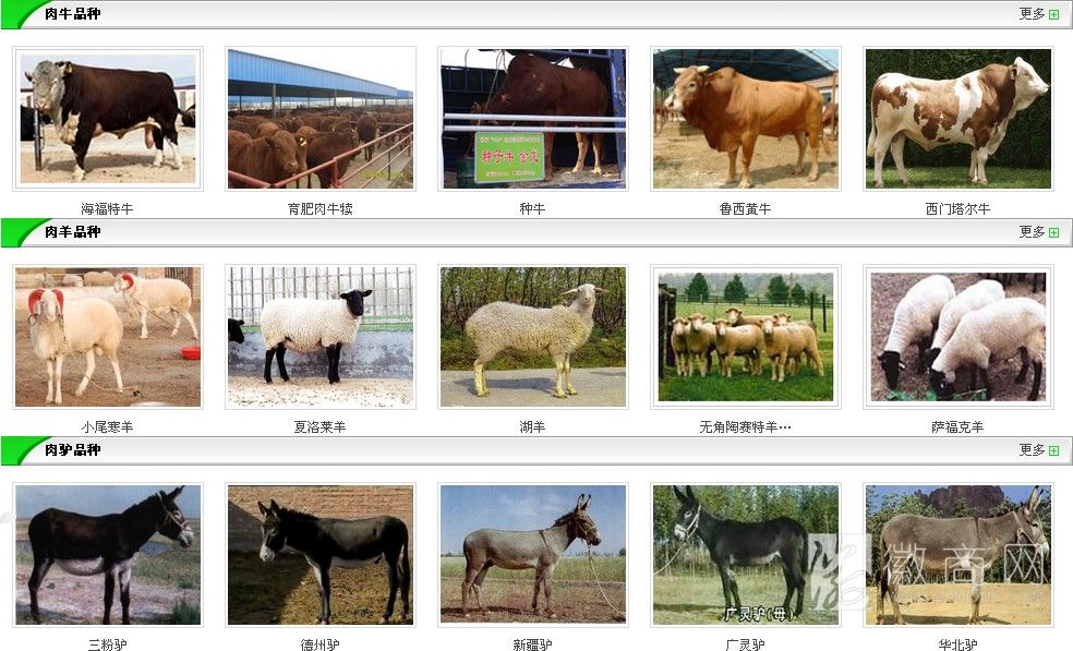 山东汇泉牧业肉牛羊养殖繁育中心 山东汇泉牧业肉牛羊养殖繁育中心养殖的牛羊