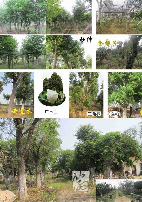 安徽星洲园林景观工程有限公司 产品展示
