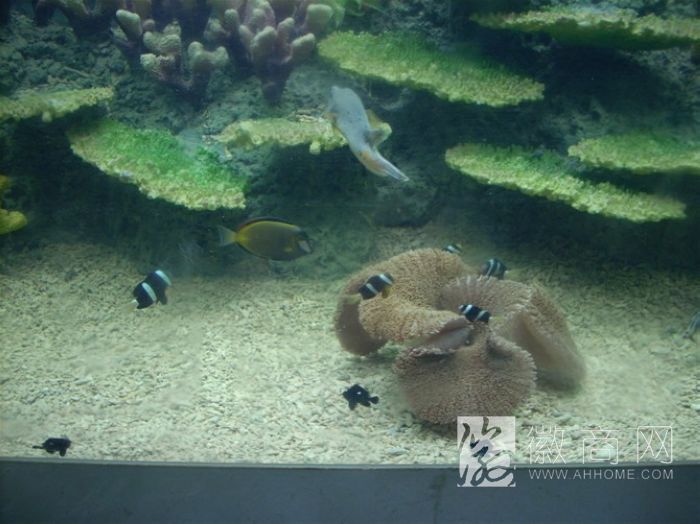岳西县森蓝园林景观工程有限公司 案例展示