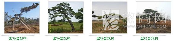 安徽迎客园林工程有限公司 产品展示