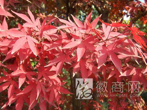 芜湖景森农业发展公司 苗木展示