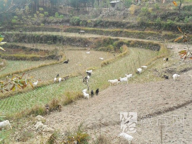 金寨县新宇土猪养殖专业合作社 山羊放养