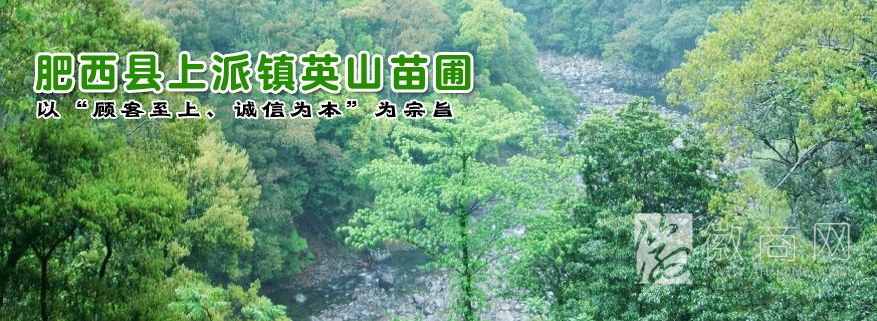 肥西县上派镇英山苗圃