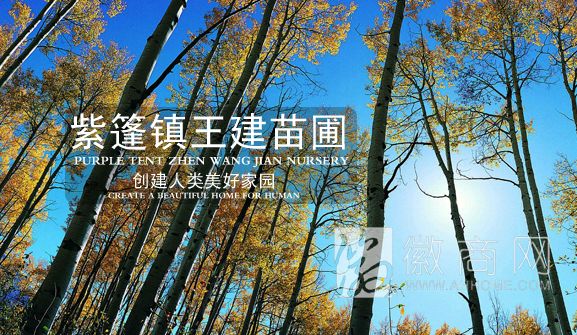 紫篷镇王建苗圃