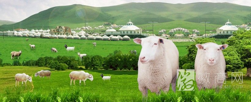 育强山羊养殖加工有限公司 养殖羊群