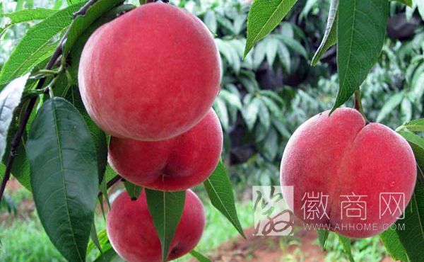 濉溪县春雪水果种植专业合作社