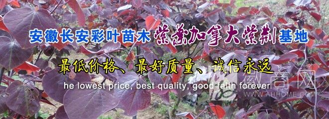 安徽长安彩叶苗木加拿大紫荆基地 产品展示