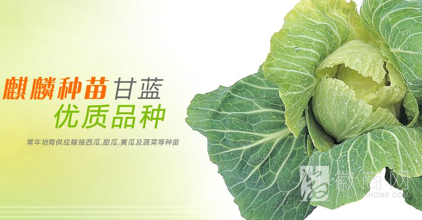 麒麟种苗是多年专业育苗 