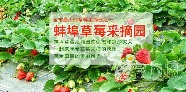 蚌埠草莓采摘园
