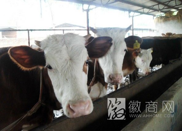 阜阳市颍州区春田畜牧养殖种植场 养殖展示