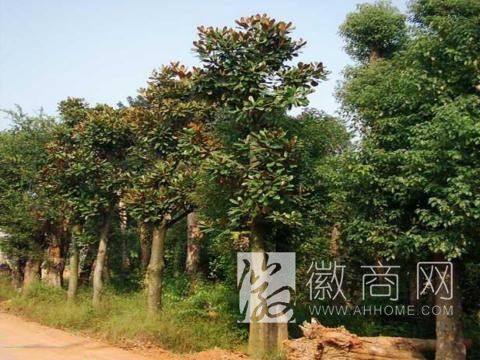 阜阳市颍州区金源苗木种植专业合作社 苗木展示