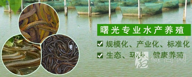 肥东县曙光水产养殖专业合作社 养殖展示