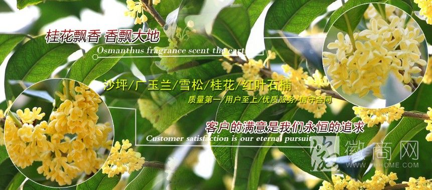 胜美草坪苗木 苗木展示