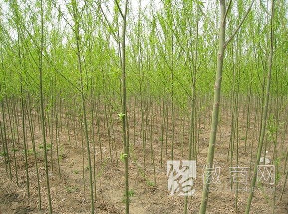 芜湖县旺平苗木林艺园 苗木展示
