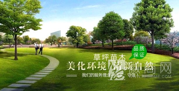 珠龙爱家草坪苗木经营部 展示