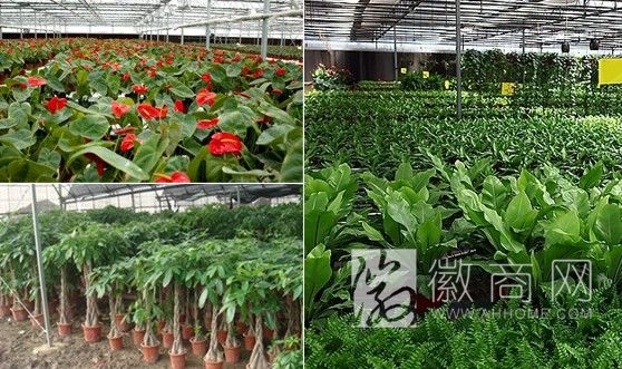 合肥聚美堂园艺工程有限公司 花卉展示