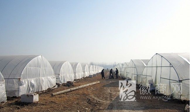 宿州市怡源生态农业发展有限公司 案例展示