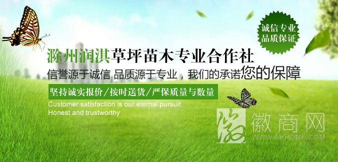 滁州市南谯区润淇草坪苗木专业合作社 展示