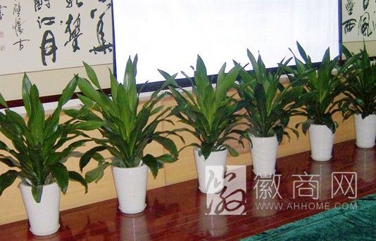 合肥诗园园艺有限公司 案例展示