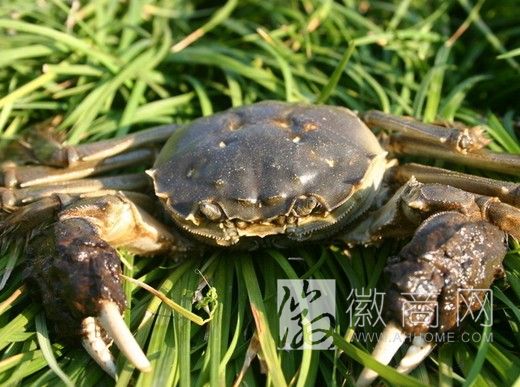 芜湖跃龙特种水产养殖公司 螃蟹养殖