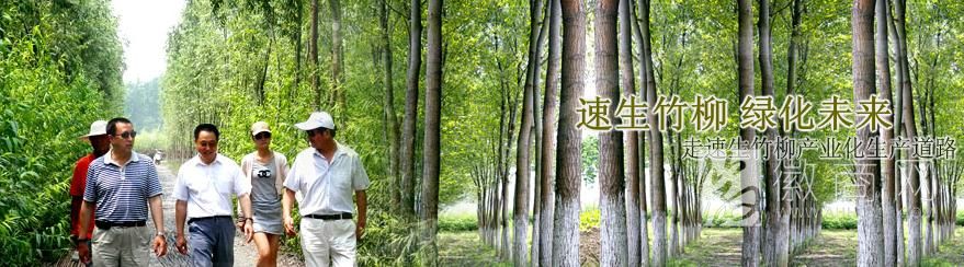 阜阳万里常青苗木生产有限公司