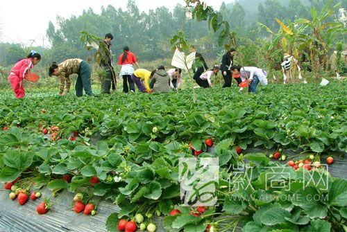 <a href='display.asp?id=11645' target='_blank'>长丰草莓</a>产业 <a href='display.asp?id=11645' target='_blank'>长丰草莓</a> 草莓种植